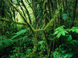 MonteverdeRainforestCostaRica_hengphan-300x224