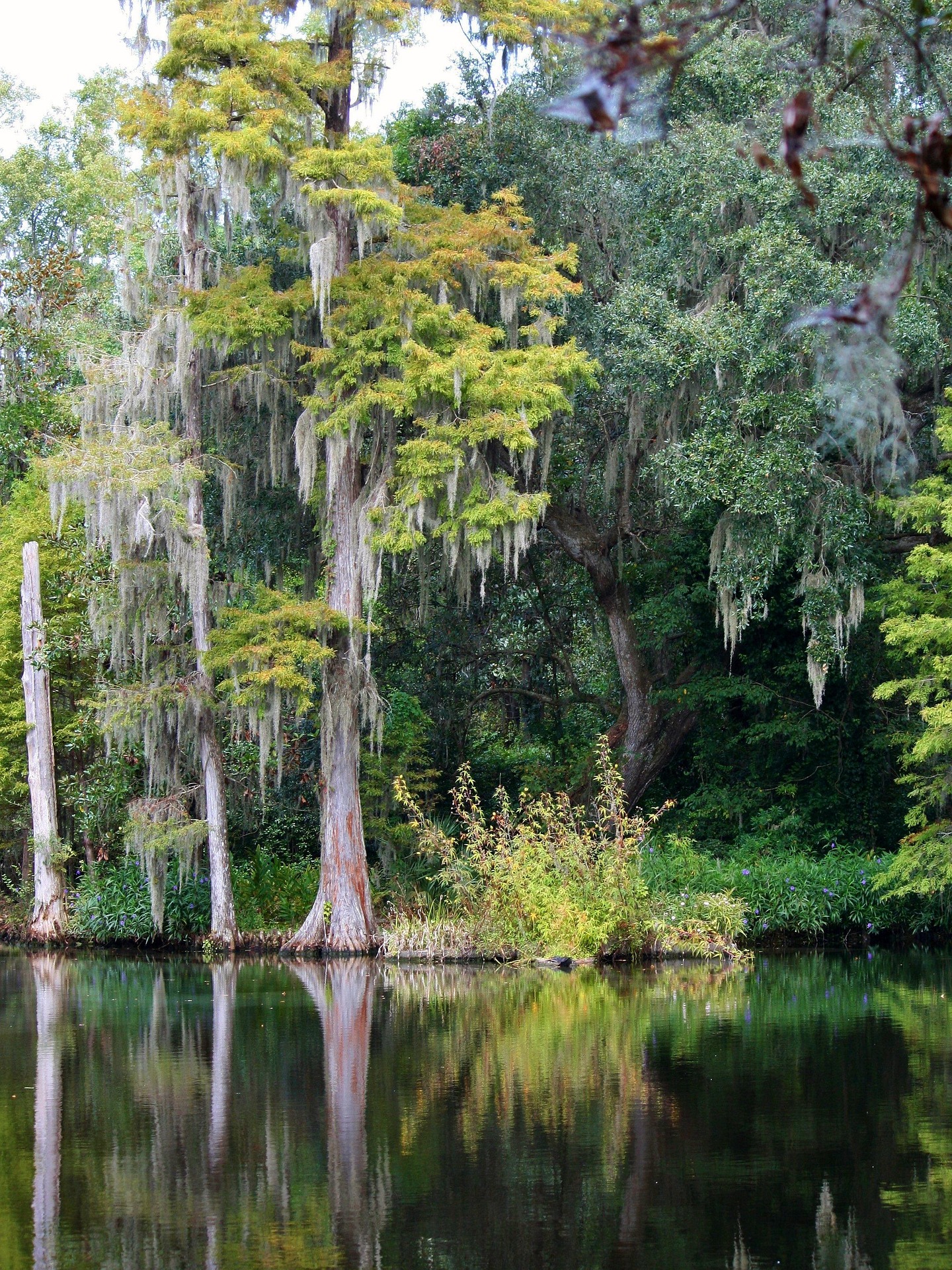 Swamp cypress tree with aerial roots